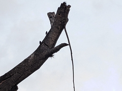 Melanerpes cruentatus