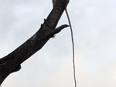 Melanerpes cruentatus