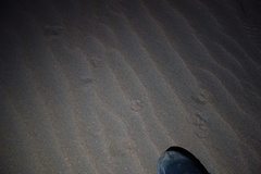 Lupulella mesomelas mesomelas