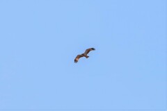 Hamirostra melanosternon