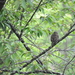 Glaucidium brodiei pardalotum - Photo (c) Edward Lin, some rights reserved (CC BY-NC), uploaded by Edward Lin
