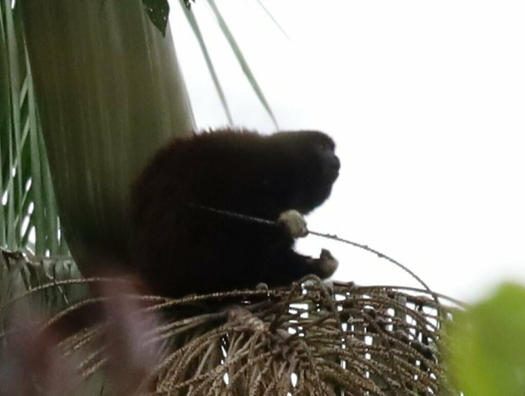 Yellow-handed Titi Monkey