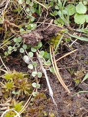Lysimachia tenella, photograph Darrel Watts, CC0, iNaturalist via GBIF