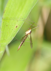 Nephrotoma virescens