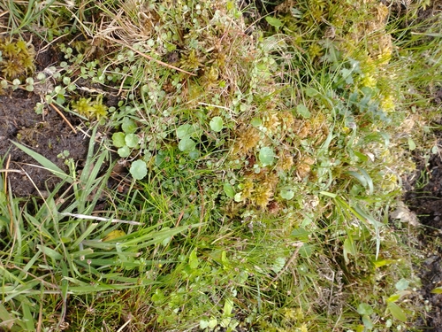 Lysimachia tenella, photograph 4