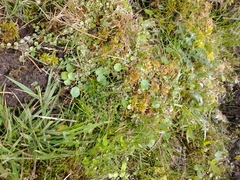 Lysimachia tenella, photograph Darrel Watts, CC0, iNaturalist via GBIF
