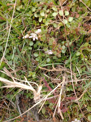 Lysimachia tenella, photograph 5