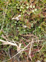 Lysimachia tenella, photograph Darrel Watts, CC0, iNaturalist via GBIF