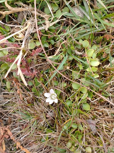 Lysimachia tenella, photograph 6