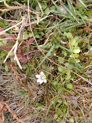 Lysimachia tenella, photograph Darrel Watts, CC0, iNaturalist via GBIF