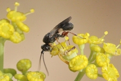 Chelonus inanitus