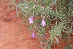 Eremophila gilesii