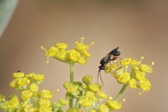 Chelonus inanitus