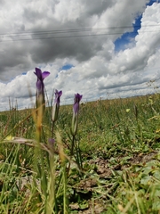 Gentianopsis barbata