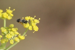 Chelonus inanitus