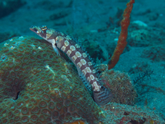 Parapercis tetracantha