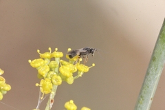 Chelonus inanitus