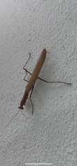 Mantis religiosa