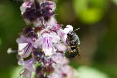 Stelis punctulatissima