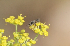 Chelonus inanitus