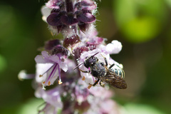 Stelis punctulatissima