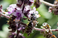Stelis punctulatissima