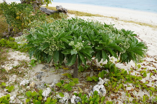 Heliotropium arboreum image