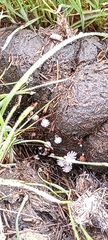 Coprinopsis