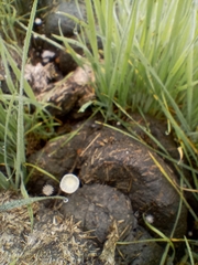 Coprinopsis