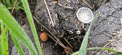 Coprinopsis