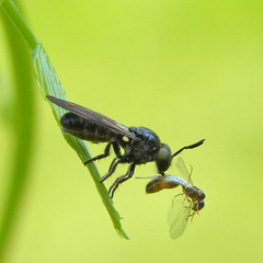 Cerotainia macrocera