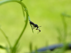 Cerotainia macrocera