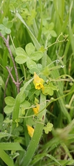 Tropaeolum brachyceras