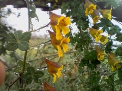 Tropaeolum brachyceras