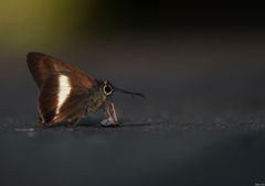 Hasora borneensis