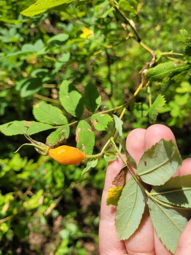 Rosa viarum, photograph 6