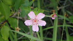 Geranium caespitosum