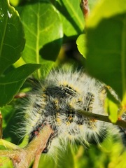 Bombycomorpha bifascia