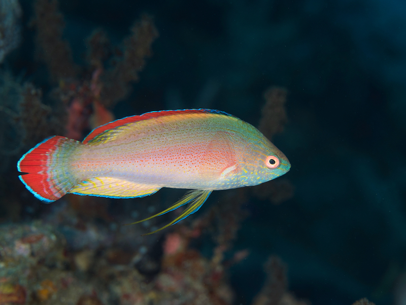 Pink-Margin Wrasse