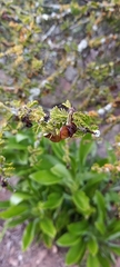 Porlieria chilensis