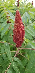 Rhus typhina