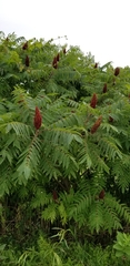 Rhus typhina