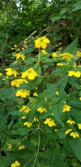 Lysimachia ciliata