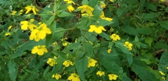 Lysimachia ciliata