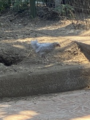 Gallus gallus domesticus