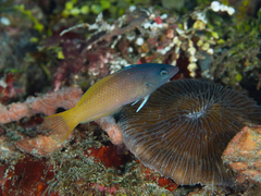 Halichoeres prosopeion