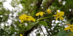 Lysimachia ciliata