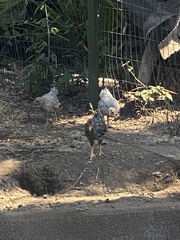 Gallus gallus domesticus