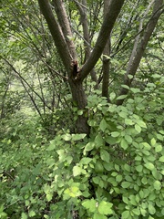 Prunus triloba