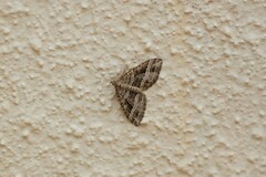 Chrysolarentia subrectaria